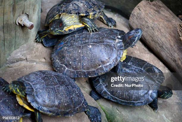 Diverse animals such as fish, reptiles, alligators, among others are seen in the Aquarium of São Paulo in the South Zone on the afternoon of this...
