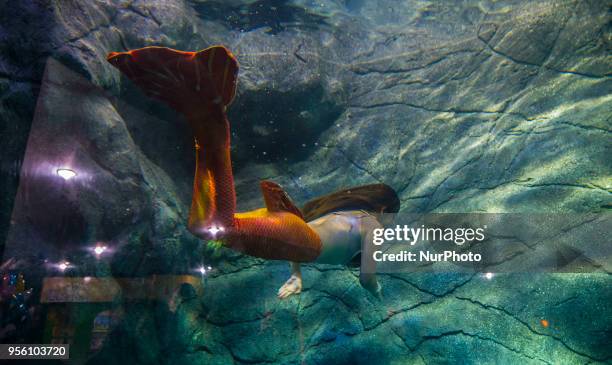 Mermaids swim in the aquarium of São Paulo and enchant children and adults this Tuesday in São Paulo.