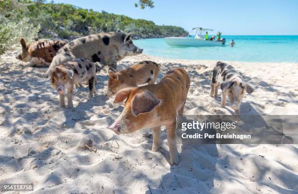 pigs on a beach_swimming pigs_exumas_bahamas - exuma stock pictures, royalty-free photos & images