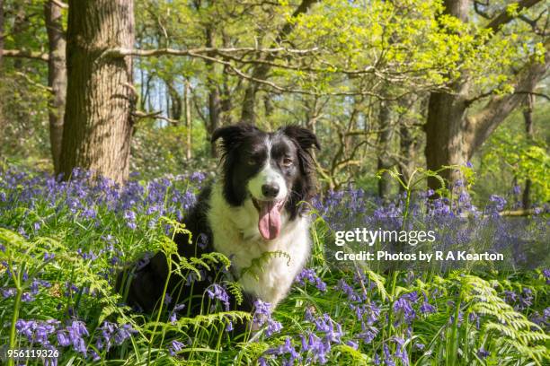 Spring Border Collies 2,105 Spring Border Stock Photos, High-Res Pictures, and Images - Getty ...