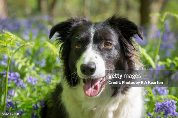 Spring Border Collies Spring Border Photos and Premium High Res Pictures - Getty Images