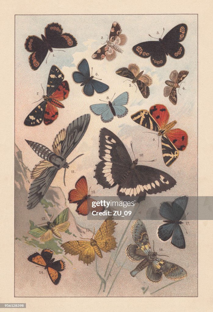 Butterflies of the European Alps, lithograph, published in 1893