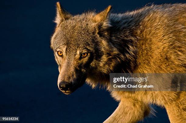 wolf in magic hour light - magic hour face stock pictures, royalty-free photos & images