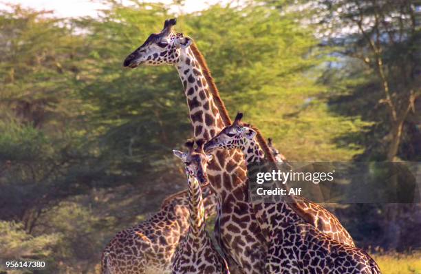 giraffe in the tarangire national park, arusha, tanzania - arusha national park stock pictures, royalty-free photos & images