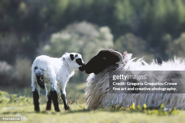 newborn lamb with mother sheep - gregoria gregoriou crowe fine art and creative photography. imagens e fotografias de stock