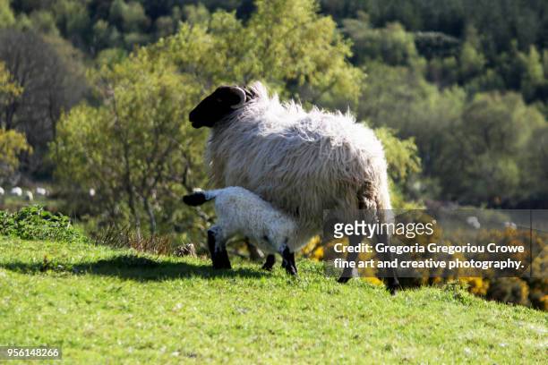 lamb nursing - gregoria gregoriou crowe fine art and creative photography. stock pictures, royalty-free photos & images