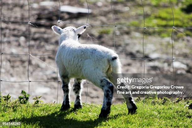 baby lamb at farm - gregoria gregoriou crowe fine art and creative photography. imagens e fotografias de stock