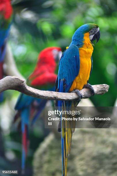 colorful macaw at the jurong bird park, singapore - jurong bird park stock pictures, royalty-free photos & images