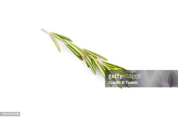 rosemary herb close up isolated on white background - ローズマリー ストックフォトと画像