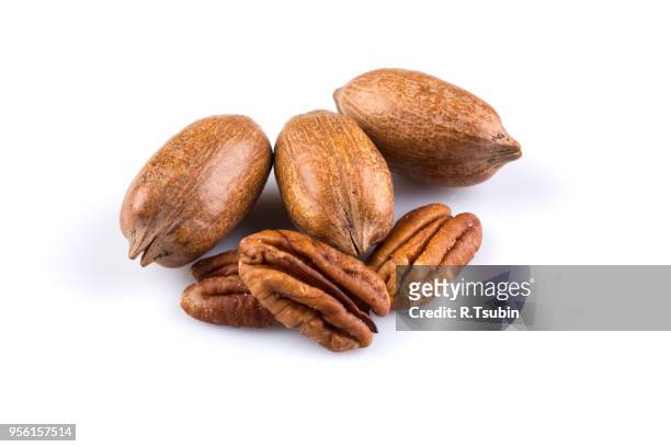 few pecan nuts isolated on white background - pecan tree bildbanksfoton och bilder
