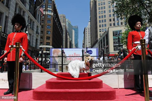 Lifetime's "Corgi Court" in celebration of "Harry & Meghan: A Royal Romance" premiering on May 13, at Herald Square on May 8, 2018 in New York City.