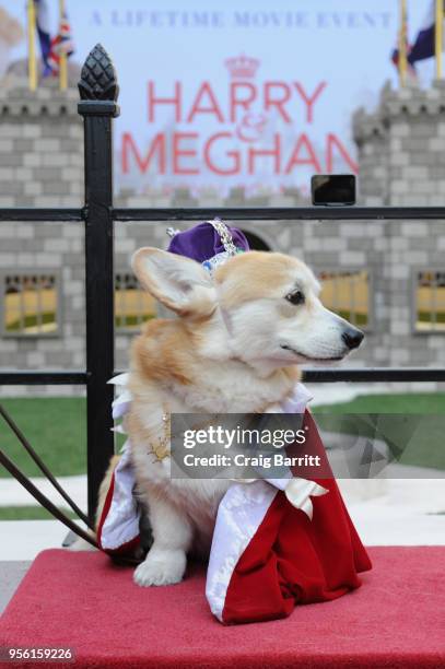 Lifetime's "Corgi Court" in celebration of "Harry & Meghan: A Royal Romance" premiering on May 13, at Herald Square on May 8, 2018 in New York City.