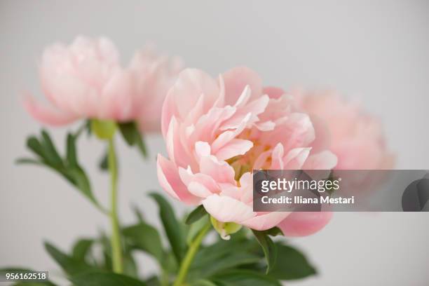 beautiful pale pink peony bouquet - peony stock pictures, royalty-free photos & images