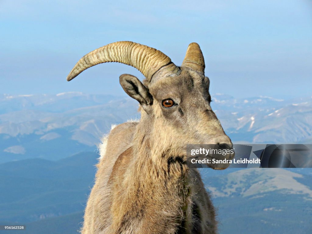 Bighorn Ram Sheep in Colorado Rocky Mountains