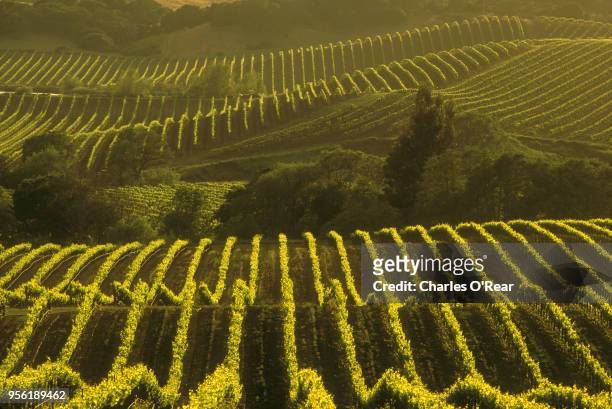 wine country vineyard - napa valley foto e immagini stock