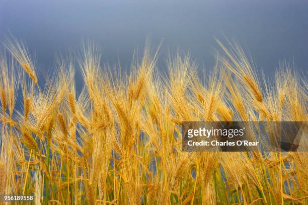 wheat - caldwell idaho stockfoto's en -beelden