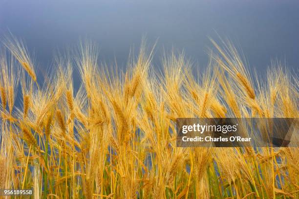 wheat - caldwell idaho stock pictures, royalty-free photos & images