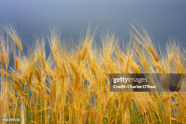 wheat - caldwell idaho - fotografias e filmes do acervo