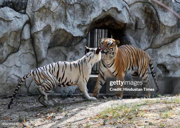 White Tigeress Nirbhaya and Royal Bengal Tiger Karan have been kept together for a breeding programme in Delhi Zoo on May 8, 2018 in New Delhi,...