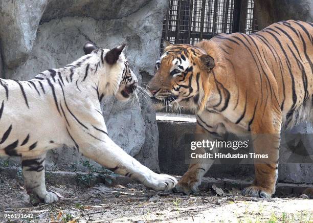 White Tigeress Nirbhaya and Royal Bengal Tiger Karan have been kept together for a breeding programme in Delhi Zoo on May 8, 2018 in New Delhi,...