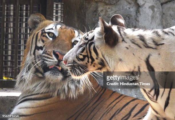 White Tigeress Nirbhaya and Royal Bengal Tiger Karan have been kept together for a breeding programme in Delhi Zoo on May 8, 2018 in New Delhi,...