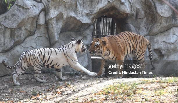 White Tigeress Nirbhaya and Royal Bengal Tiger Karan have been kept together for a breeding programme in Delhi Zoo on May 8, 2018 in New Delhi,...