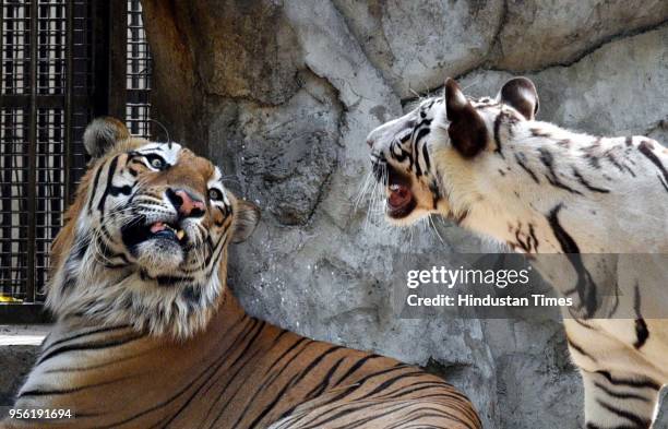 White Tigeress Nirbhaya and Royal Bengal Tiger Karan have been kept together for a breeding programme in Delhi Zoo on May 8, 2018 in New Delhi,...