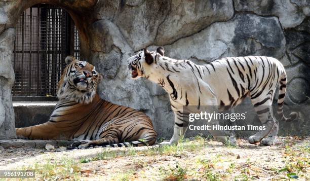 White Tigeress Nirbhaya and Royal Bengal Tiger Karan have been kept together for a breeding programme in Delhi Zoo on May 8, 2018 in New Delhi,...