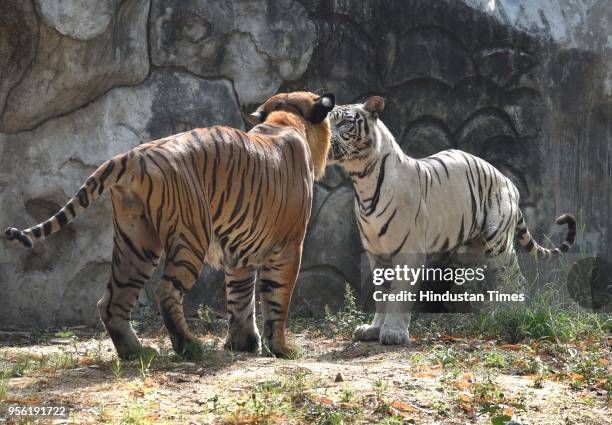 White Tigeress Nirbhaya and Royal Bengal Tiger Karan have been kept together for a breeding programme in Delhi Zoo on May 8, 2018 in New Delhi,...