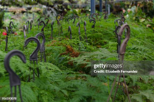 ferns on sale in nursery - asparagus fern stock pictures, royalty-free photos & images