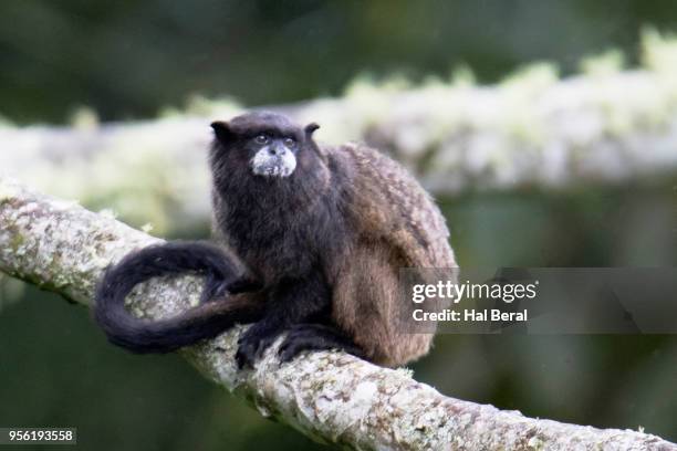 graells's (black mantled) tamarin monkey - tamarin monkey stock pictures, royalty-free photos & images