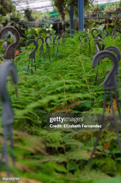 ferns on sale in nursery - asparagus des fleuristes photos et images de collection