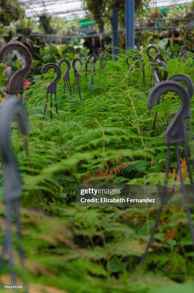 Ferns on sale in nursery