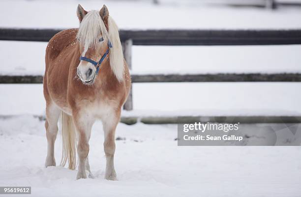 Horse stands in snow at an outdoor enclosure at the Pferdedorf Dueppel riding club in Zehlendorf district on January 7, 2010 in Berlin, Germany....