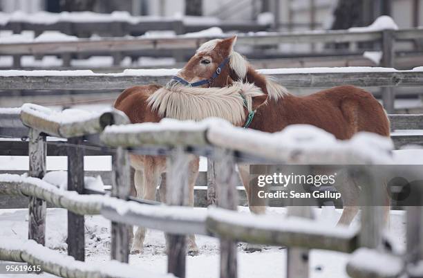 Two young horses nuzzle one another in snow at an outdoor enclosure at the Pferdedorf Dueppel riding club in Zehlendorf district on January 7, 2010...