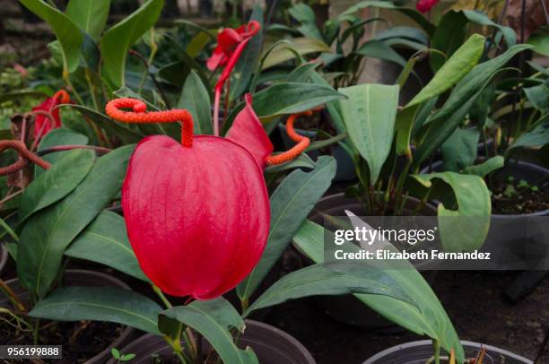 anthurium or flamingo flower (anthurium scherzerianum), araceae. - anthurium foto e immagini stock