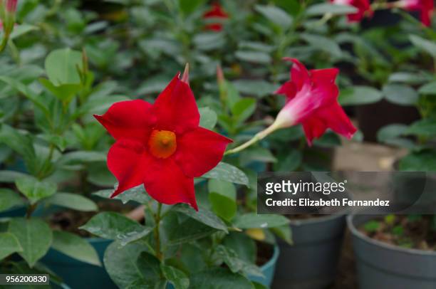 mandevilla sanderi plant in flower pots - mandevilla stock pictures, royalty-free photos & images