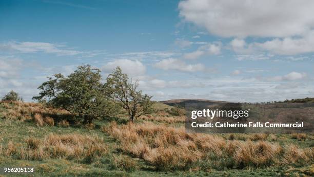 county fermanagh, irish landscape - enniskillen stockfoto's en -beelden