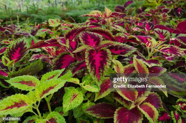 solenostemon or coleus - coleus stock pictures, royalty-free photos & images