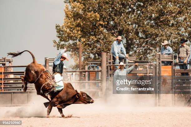 rodeo-wettbewerb - bulle männliches tier stock-fotos und bilder