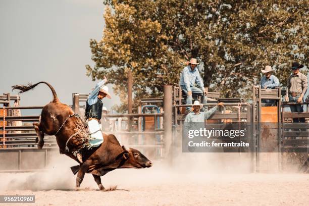 competencia de rodeo - toro animal fotografías e imágenes de stock