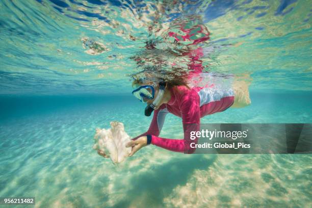 在加勒比海浮潛 - conch shell 個照片及圖片檔