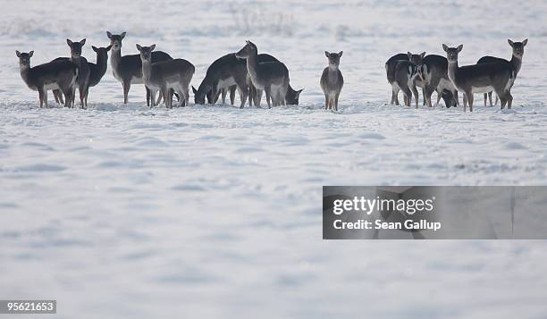 Wild deer stand alerted while grazing on a snow-covered meadow south of Berlin on January 7, 2010 near Koeselitz, Germany. Subzero temperatures are...