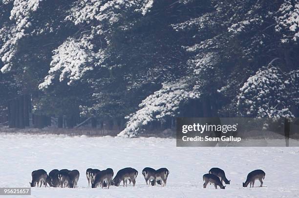 Wild deer graze on a snow-covered meadow south of Berlin on January 7, 2010 near Koeselitz, Germany. Subzero temperatures are gripping Germany and...