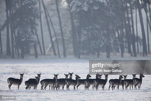 Wild deer stand alerted while grazing on a snow-covered meadow south of Berlin on January 7, 2010 near Koeselitz, Germany. Subzero temperatures are...