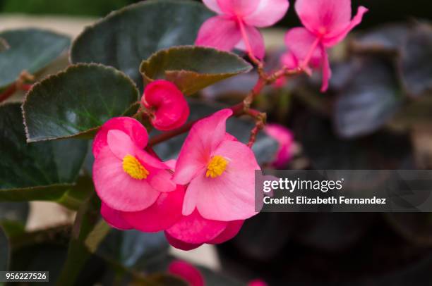 pink begonia - schiefblattgewächse stock-fotos und bilder