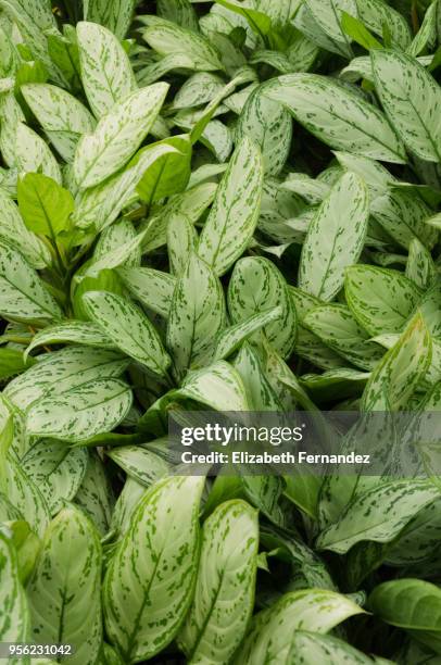 chinese evergreens (aglaonema cv. queen) - chinese evergreen stock pictures, royalty-free photos & images