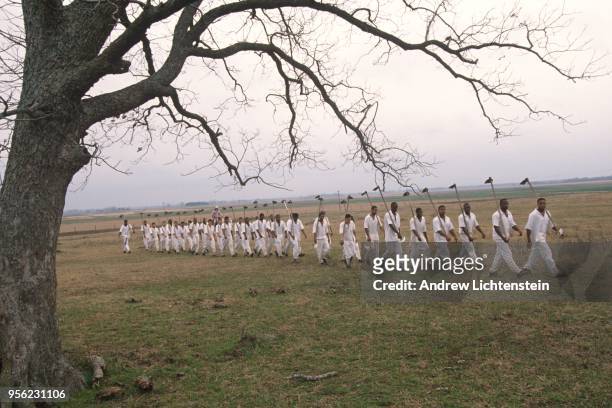 Prisoners work the fields of the Ferguson Unit's prison farm on January 15, 1997 in Midway, Texas..