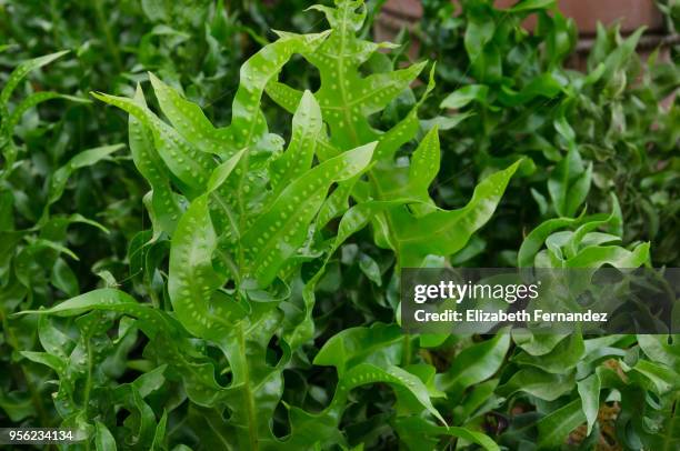 phlebodium aureum (golden polypody, hare's foot fern) is an epiphytic fern - polypodiaceae stock pictures, royalty-free photos & images