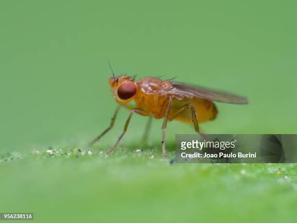 macro of a drosophila fruit fly - fruit flies stock pictures, royalty-free photos & images